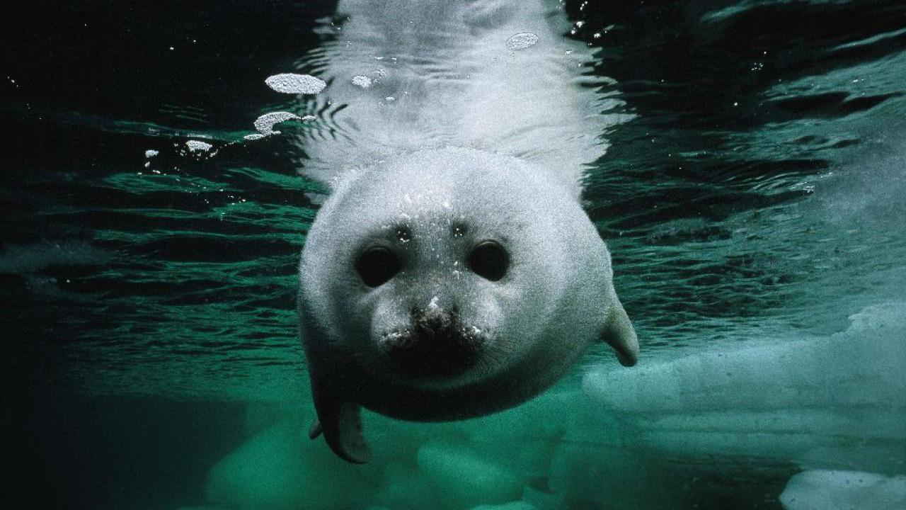 Ein junges Seeehund schwimmt unter der Oberfläche im grünen Eiswasser und guckt frontal die Kamera an.
